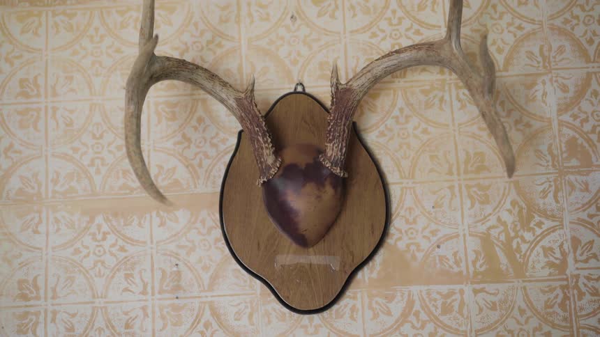 A plaque of antlers on the wall