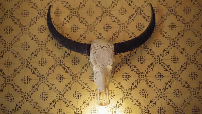 A cow skull mounted on a wall
