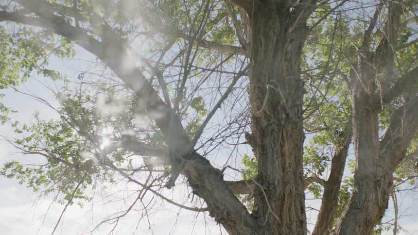 Smoke floats in front of tree branches and green leaves