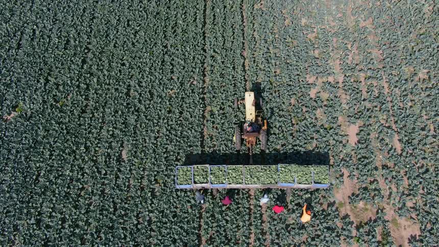 Aerial of a tractor harvesting crops in a field