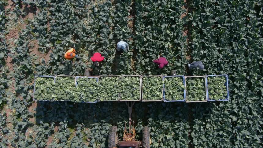 A tractor drags bins through a crop field as worker harvest and throw vegetables into the bins