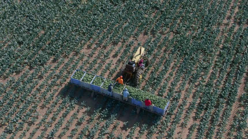 A tractor harvesting crops in a field