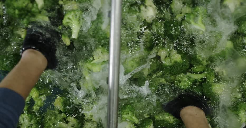 A worker is cleaning broccoli in a large vat of water