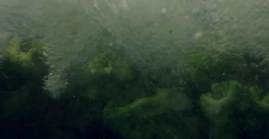 Broccoli stalks tumbling in boiling water