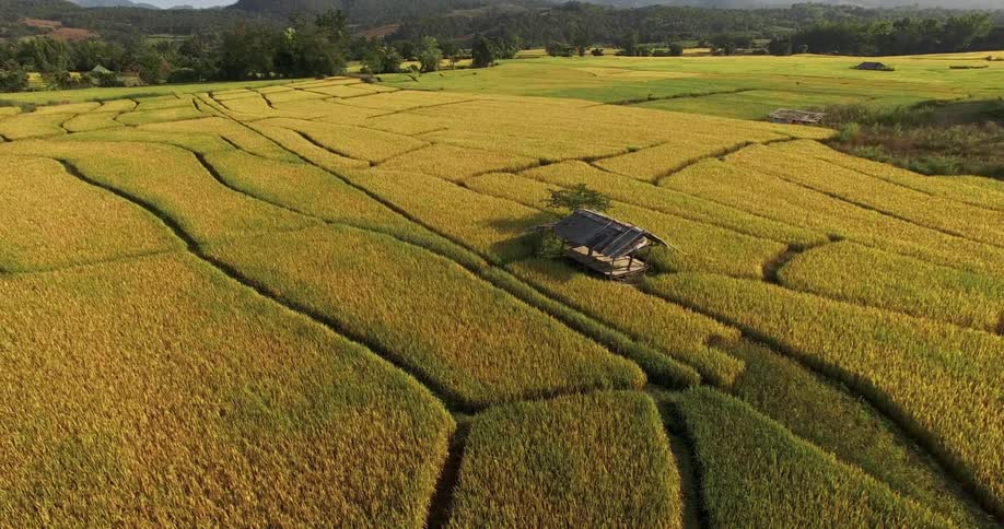 A hut rests in the middle of an intricately cut farmland