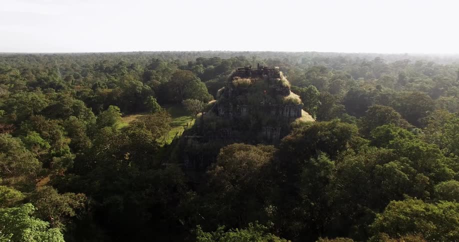 Trees shown in a deep forest