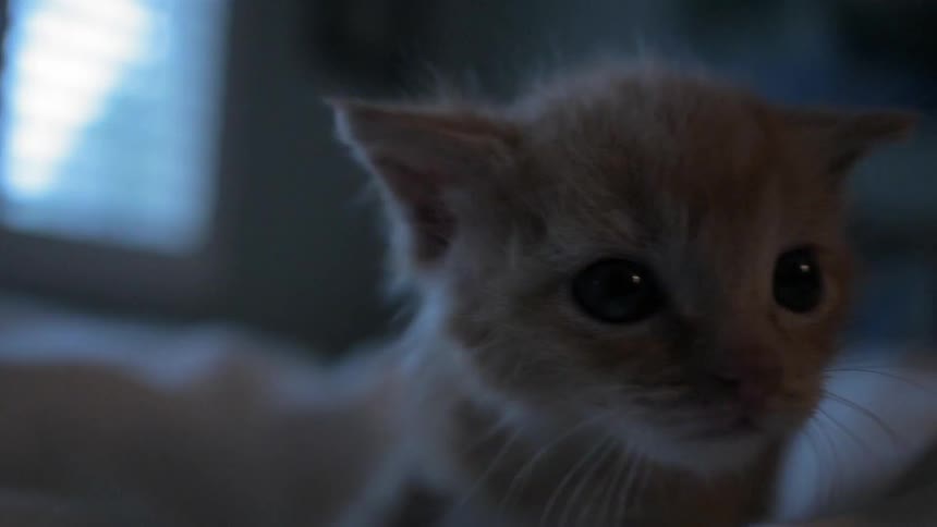 A small kitten searching around in a dark room
