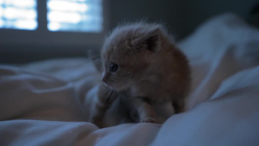 Orange kitten crawls around on a bed