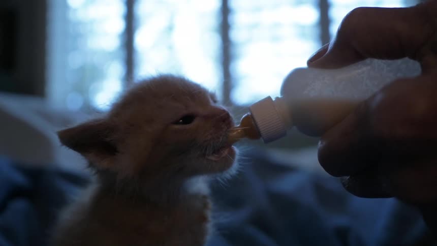 A kitten is hand fed milk from a bottle