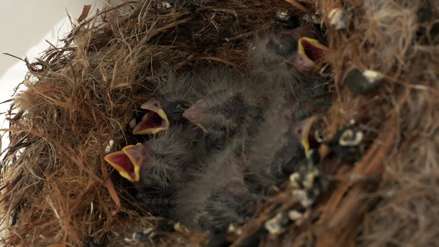 Baby birds in a nest