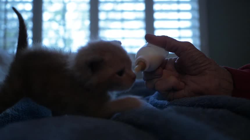 A kitten drinking out of a bottle