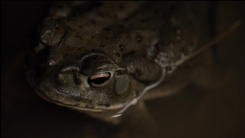 A frog sits in calm shallow water
