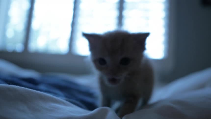 A kitten walks on a comforter exploring its world