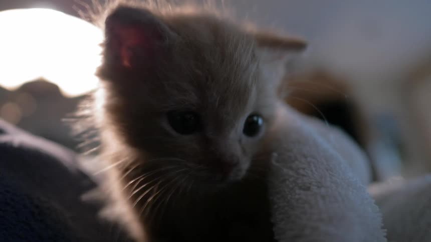 A young kitten shakes under a blanket while on a mattress