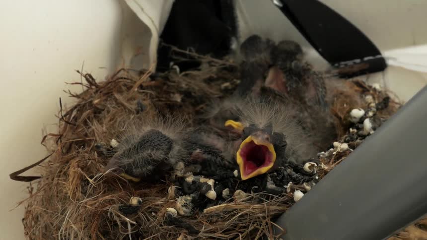 Several baby birds nestled in a nest while one opens its mouth wide for a long yawn