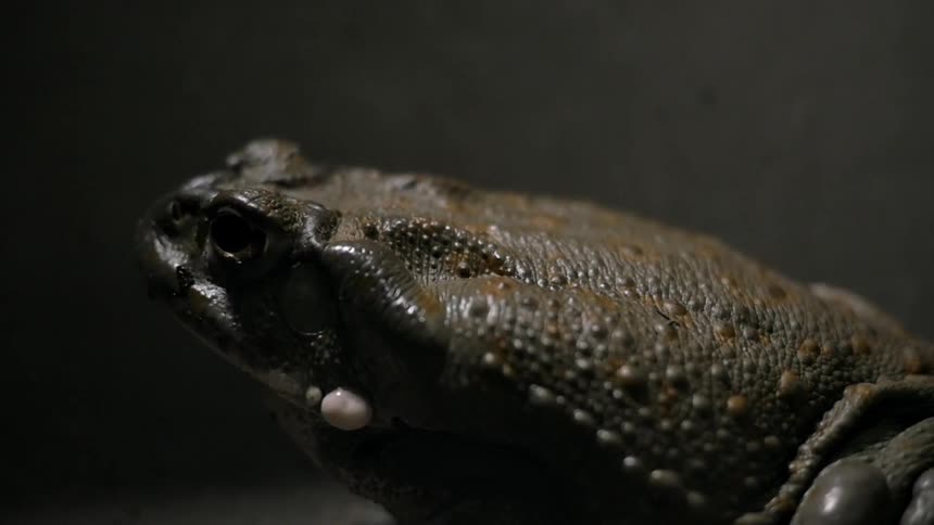 A toad sits unmoving