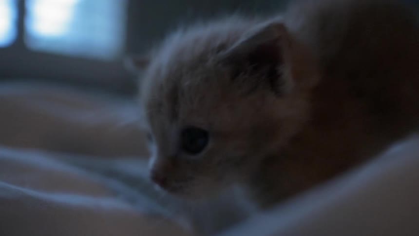 A kitten sits shivering on a bed