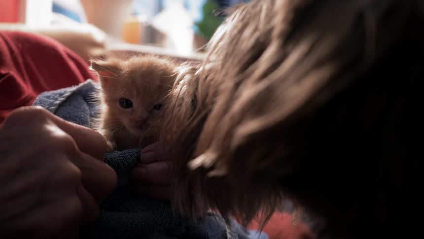 A woman holds a kitten while petting a terrier indoors