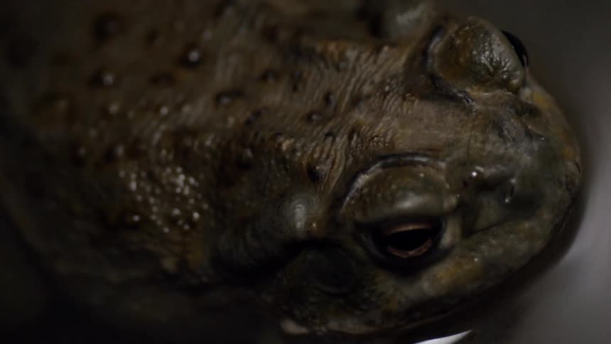 A frog is shown in the dark