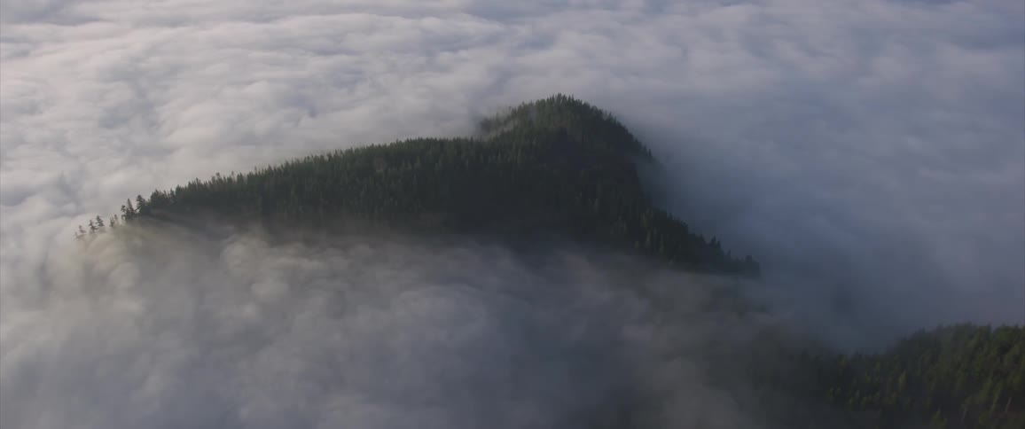 A forest with a layer of fog over it