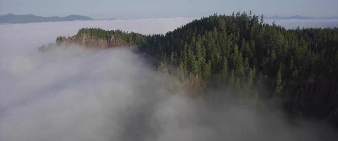 Fog floats above pine trees in a mountain forest