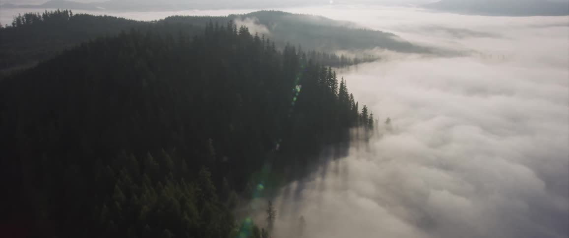 Fog obscures a dense and large forest