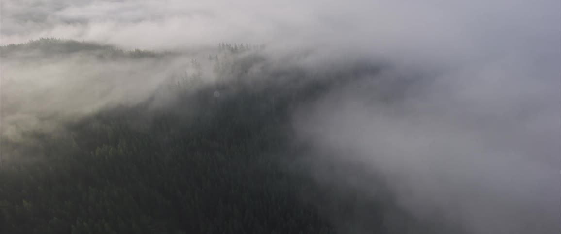 Aerial view of fog over a forest