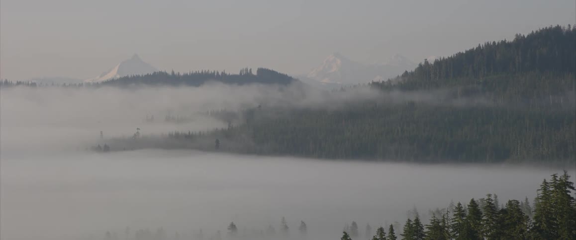 A forest covered in mist with snow capped mountains in the distance