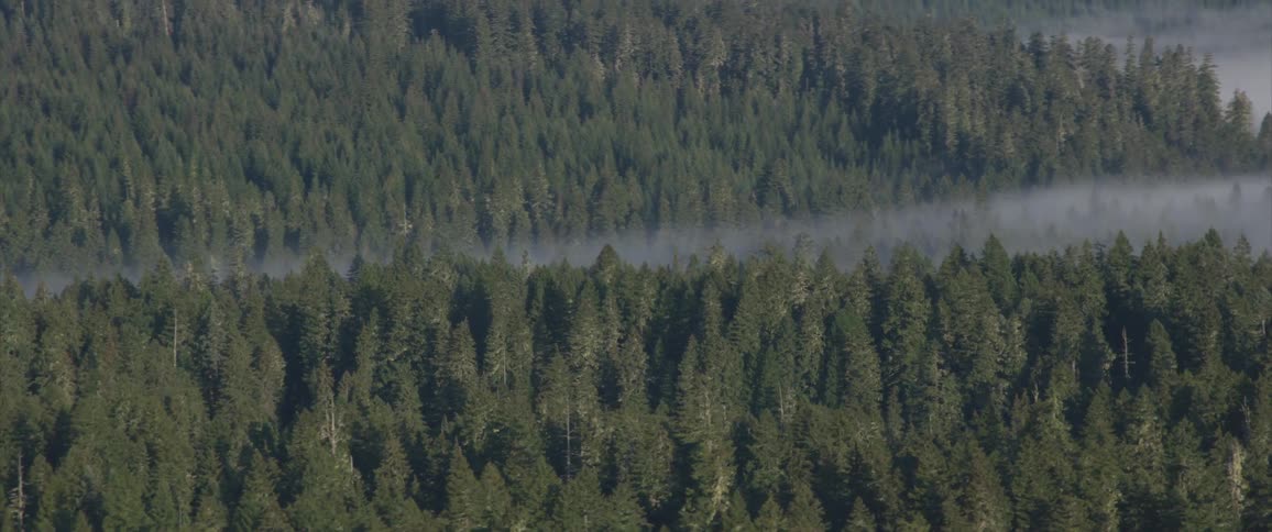 Fog snakes its way through a fir forest