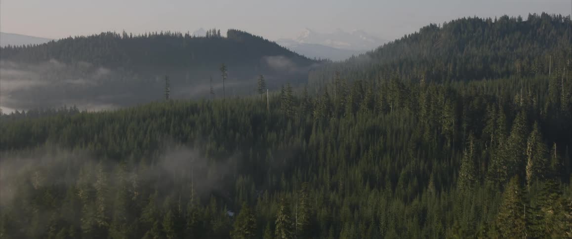 A snow covered mountain sits behind a huge forest