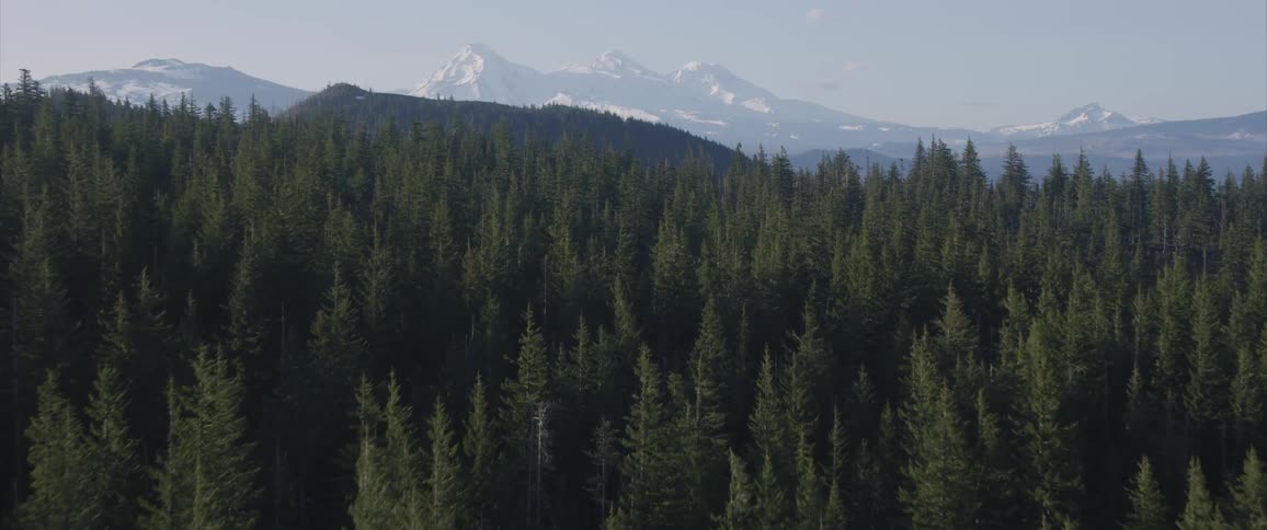 A mountain range arises behind a forest of fir trees