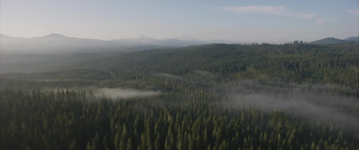 Patches of haze float over a large forest