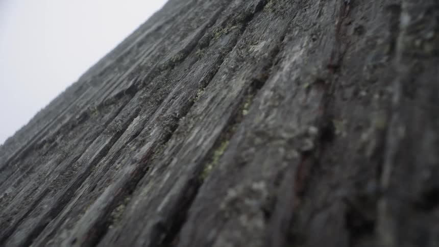 A wooden structure lightly covered in moss