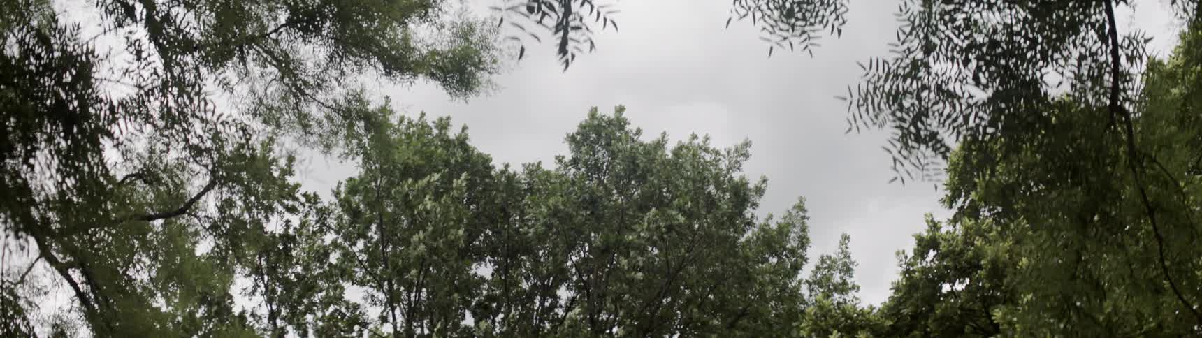Tree branches move in the breeze
