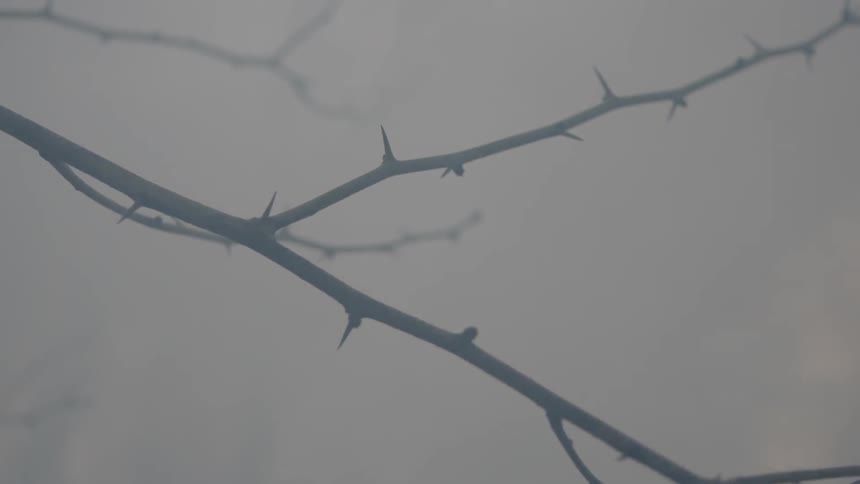 A branch in the fog