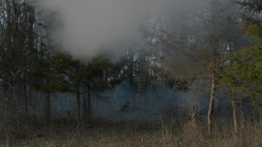 Smoke and mist swirling near a forest edge