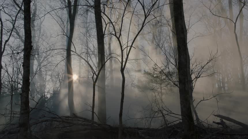 The sun shines through fog in a forest