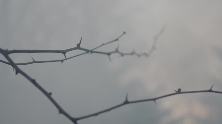 A branch in the fog