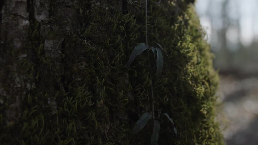 Moss is growing on a tree