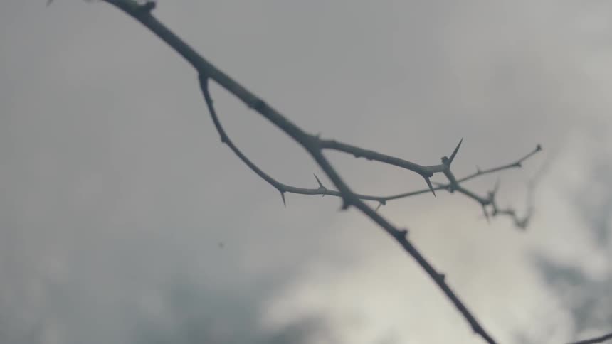 A bare branch with smoke billowing in the background