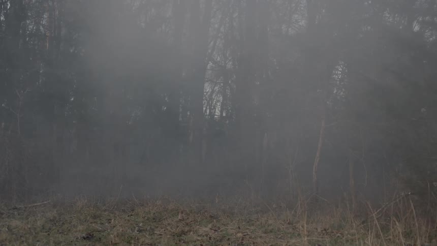 A very foggy forest has yellow grass