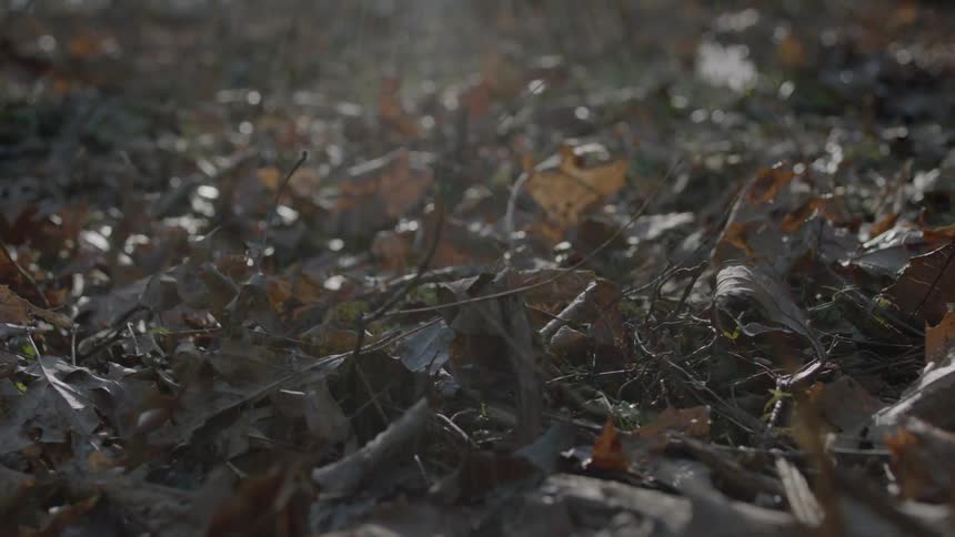 Leaves rustle amongst the wind in the forest
