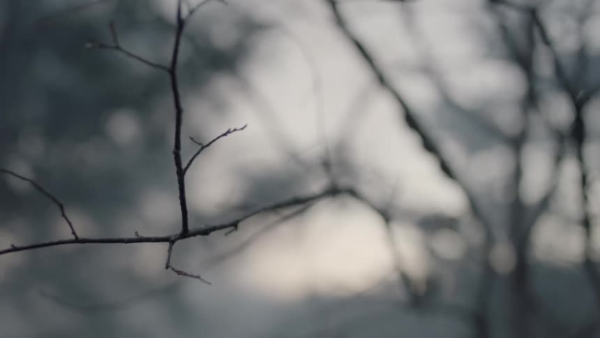 Branches and twigs can be seen on a cloudy day