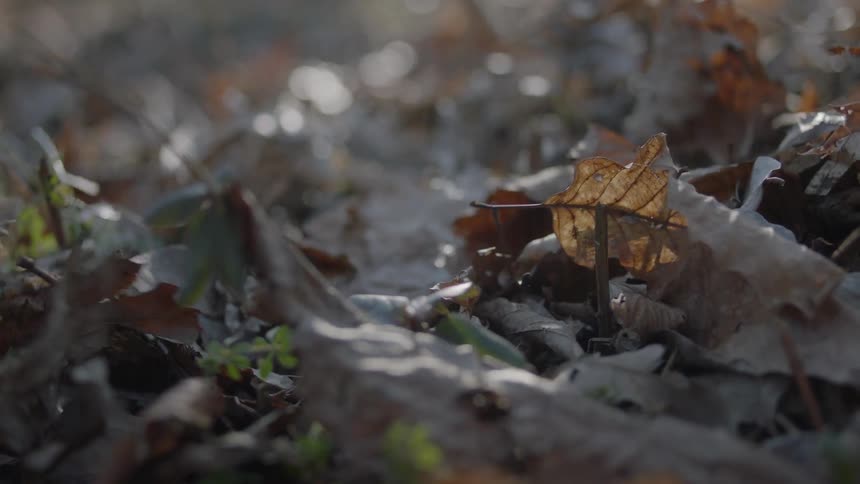 Leaves blowing in the wind