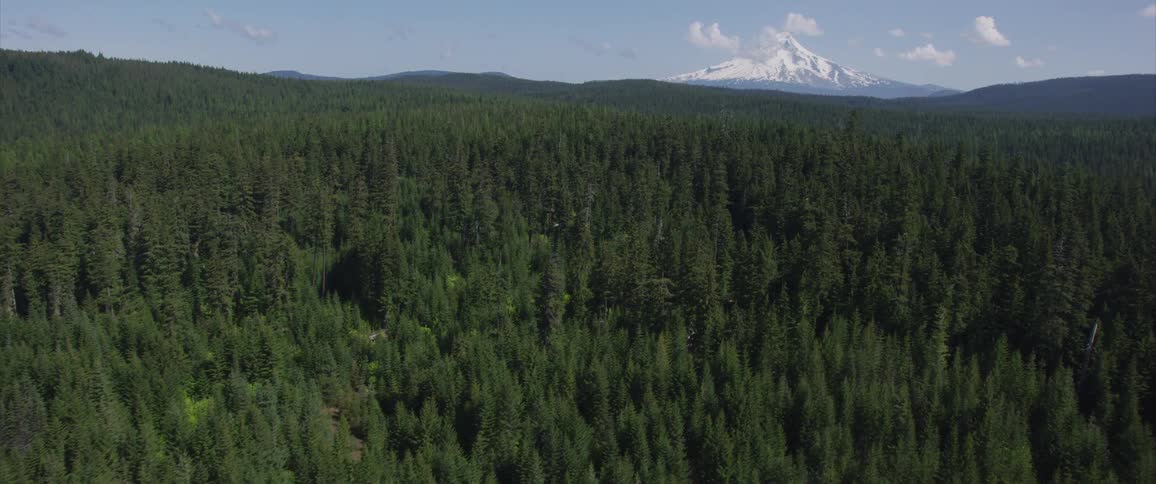 Aerial view of a forest