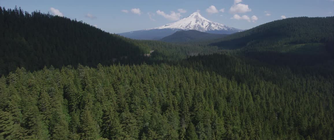 Landscape of forest and a mountain