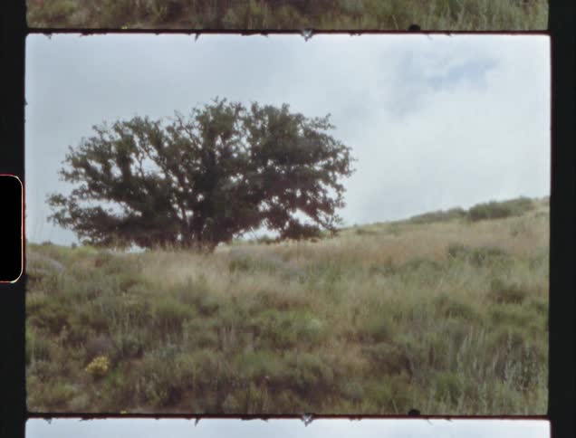 Vintage footage of a tree in a field
