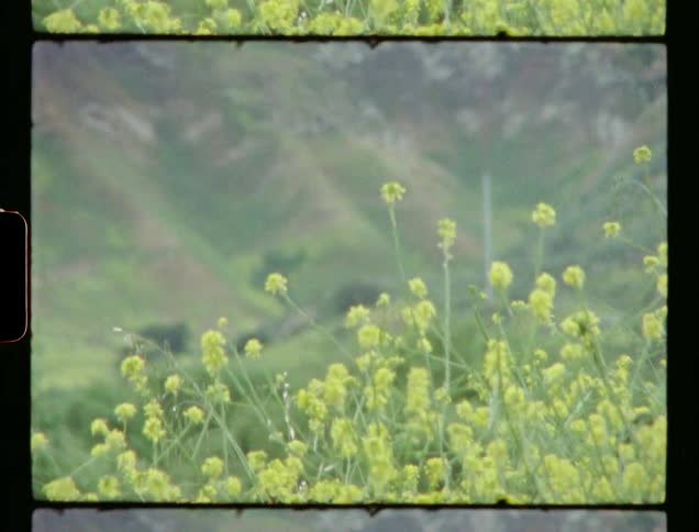 Blossoms of mustard plant waving in the breeze