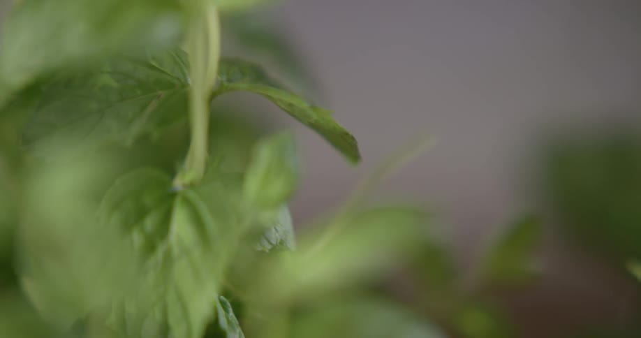 A person's hand picks fresh mint leaves from a potted plant.
