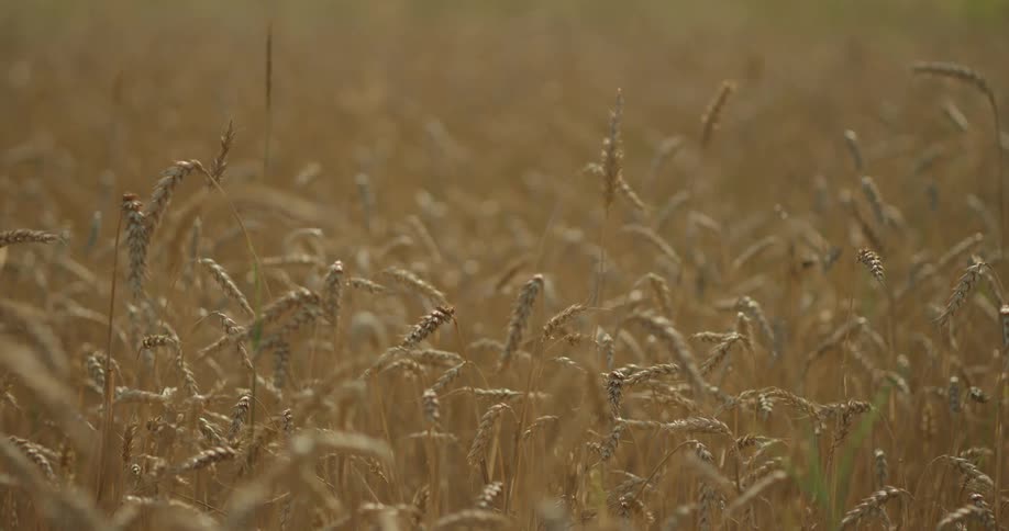Wind shaking the corn